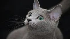 Tajomstvo dlhovekosti: 5 plemien mačiek, ktoré sú nenáročné a dožívajú sa vysokého veku