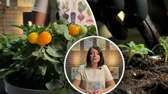 Paradajky v zime sú reálne: Odborníčka prezradila triky na bohatú úrodu na parapete