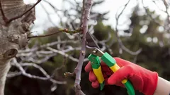 Prečo sa niektoré rastliny v zime rozhodne nesmú strihať: Odborník odhalil najčastejšie chyby