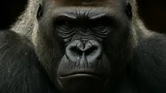 Giganti, ktorí vládli džungli: Najväčšie primáty Zeme boli skutočné, nie mýtus