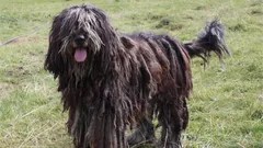 Tri rôzne typy srsti: odhalené tajomstvá najnáročnejšieho psieho plemena na starostlivosť