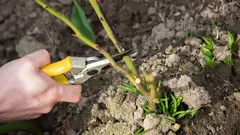 Ktoré rastliny treba vždy strihať v decembri: Záhradkári vymenovali 10 druhov