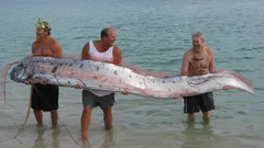 Predzvesť pohromy vyšla na breh: obor z hlbín pripomenul legendy, ktoré dávno pohltil oceán