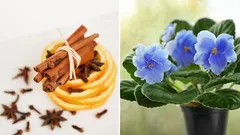 Rastliny rozkvitnú s novou silou: domáce hnojivo z troch ingrediencií