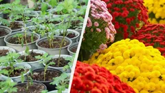 Ako vypestovať celý záhon z jedného kríka chryzantém: jednoduchá metóda od záhradkárov