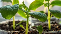 Tieto druhy zeleniny sejeme v decembri a na jar sa tešíme z úrody: 4 plodiny na skorý výsev