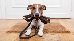 Pes pre workoholika: tieto plemená nepotrebujú nekonečné prechádzky ani hromady pozornosti