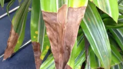 Prečo izbovým rastlinám schnú končeky listov? Hlavné príčiny a účinné riešenia