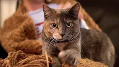 Prečo vás mačka „masíruje“ labkami: chovatelia prezradili skutočné dôvody