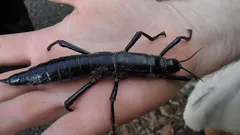 Tento hmyz sa viac než 70 rokov považoval za vyhynutý: Príbeh pôsobivého návratu