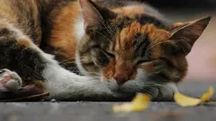 Ako sa v Číne objavili prvé domáce mačky: od divých lovcov po cestovateľov na Hodvábnej ceste