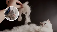 Čo robiť, aby mačka menej pĺzla: overené rady chovateľov, ktoré naozaj zaberajú