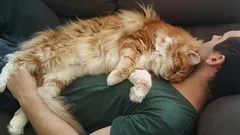 Mačka na vás nespí z lásky: Skutočný dôvod jej správania prekvapí aj skúsených chovateľov