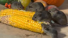 Ako navždy vyhnať myši z domu: 15 prírodných vôní, ktoré hlodavce neznášajú