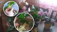 Bez stimulátorov a chémie: V akých podmienkach sa orchidey rozmnožujú samy