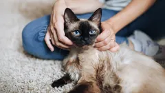 Tajomstvá mačacej duše: Tieto 3 plemená sú schopné neobmedzenej oddanosti