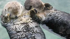 Najmilší inštinkt: Prečo sa vydry pri spánku držia za labky?