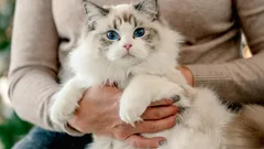 Tajomstvá mačacej duše: Tieto 3 plemená mačiek sú najoddanejšie