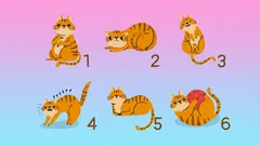 Vyberte si mačku a zistite skryté črty svojej povahy: Nový test od psychológov