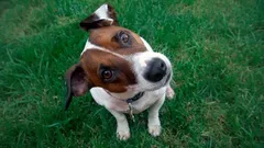 Prečo váš pes nakláňa hlavu, keď naňho rozprávate: Čo sa mu v skutočnosti odohráva v hlave?