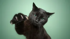 Štýlové, tajomné a nedocenené: Prečo sú čierne mačky výnimočné
