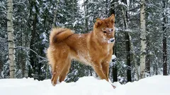 5 vzácnych plemien psov, ktoré v parku neuvidíte – viac než len krása