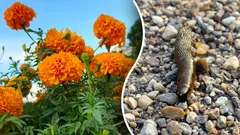 Vošky a slimáky sa už nevrátia: Zasaďte si do záhrady tieto 4 rastliny