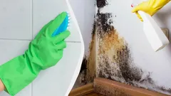 Čierna pleseň zmizne navždy: jednoduchý domáci liek, o ktorom vám čističi nepovedia