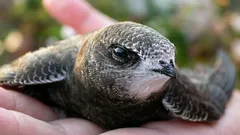 Spia za letu, jedia vo vzduchu: úžasné vtáky, ktoré nepristanú aj 10 mesiacov v kuse